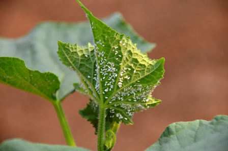 pest in need of IPM