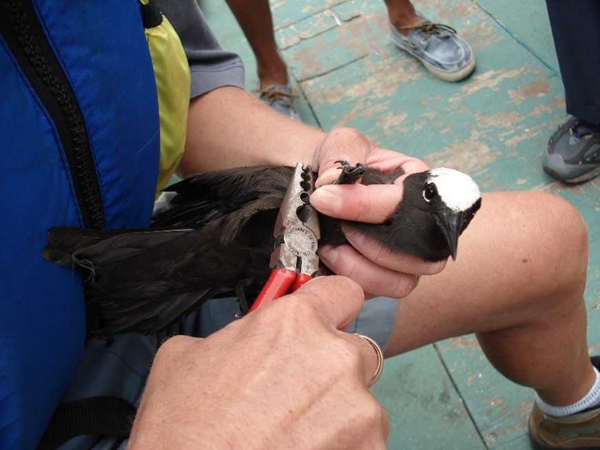 Scientist ringing Black Noddy (Anous minutus)