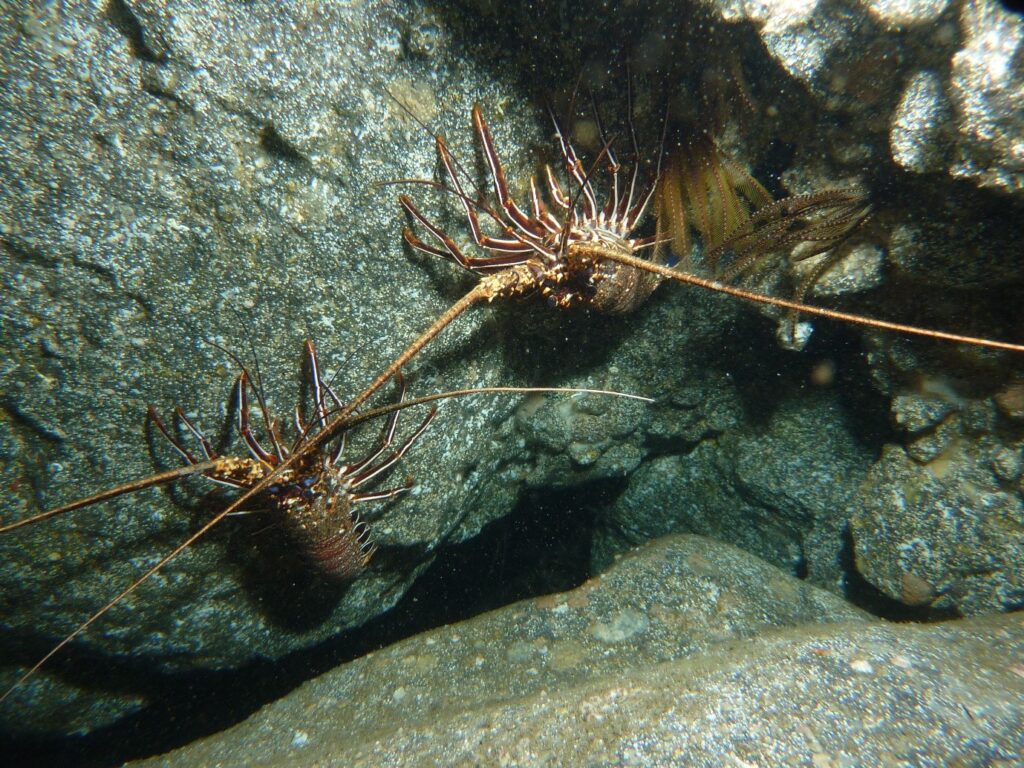 Brown Spiny Lobster, Crayfish. (Panulirus echinatus)