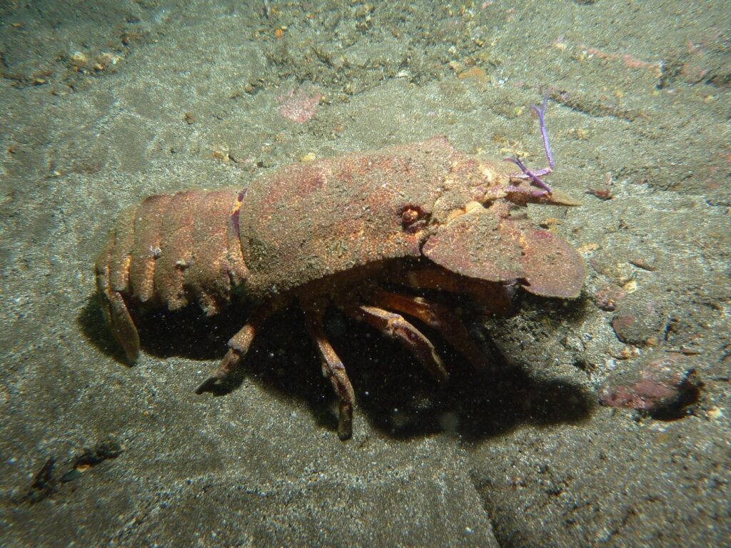 Red Slipper Lobster, Stump (Scyllarides obtusus)