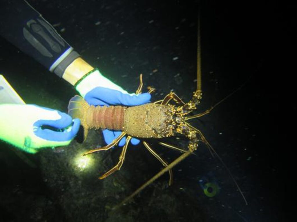 Scientist handling Brown Spiny Lobster, Crayfish whilst on SCUBA, as part of the ongoing Lobster monitoring project