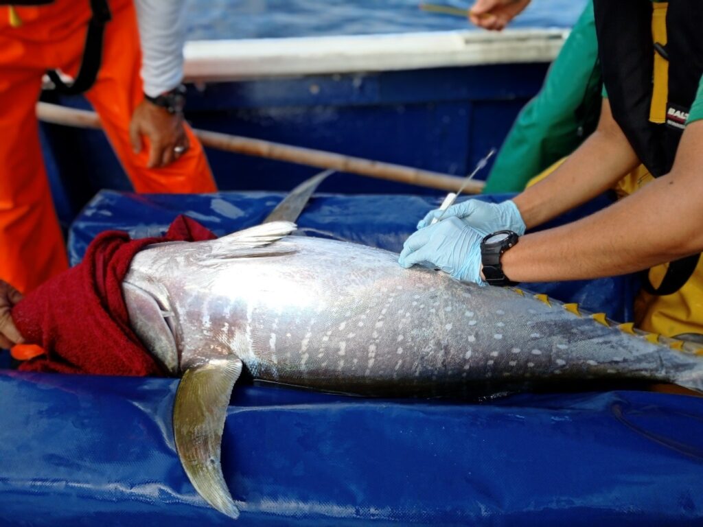 Scientist surgically inserting an internal tag into a yellowfin tuna (Thunnus albacares)