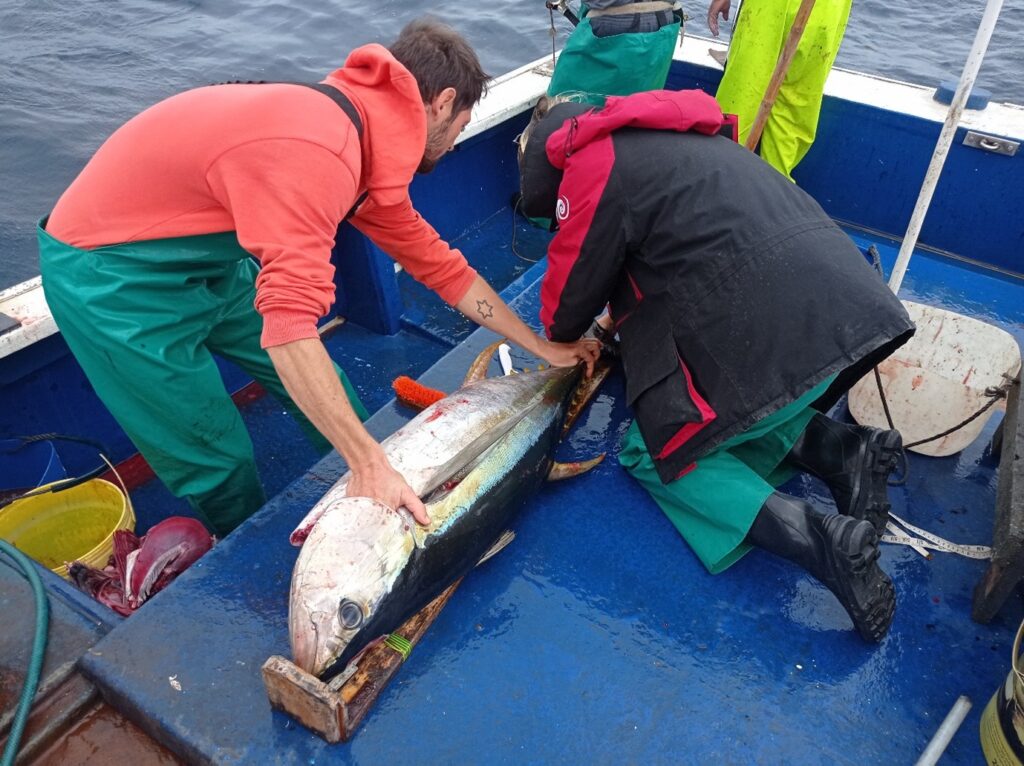 MFCS observers measuring a yellowfin tuna