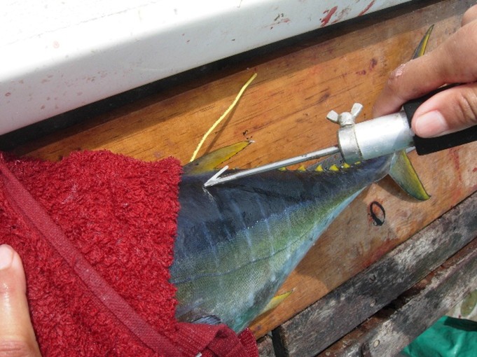 Scientist tagging yellowfin tuna (Thunnus albacares) with two conventional tags