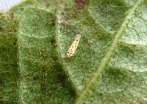 The Rare Endemic Leaf Hopper Chlorita Edithae on a Whitewood Leaf - photo by Lourens Malan