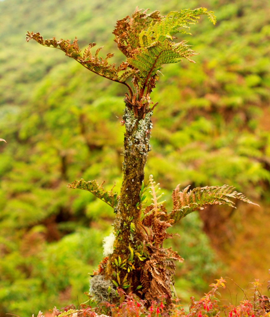 Tree Fern 