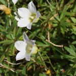 Small Bellflower - endemic Mike Thorsen