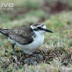 St-Helena-plover-at-its-nest