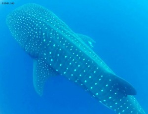 Whale Shark in St Helena Waters