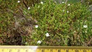 Close-up-of-several-petite-Tea-Plant-flowers