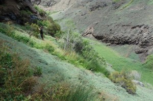 LEMP-Project-Manager-Ross-Towers-collecting-seeds-from-one-of-the-Tea-Plants-in-Fisher’s-Valley