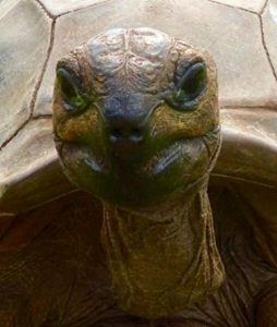 Myrtle the Tortoise