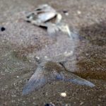 Dead-Fish-In-Sand