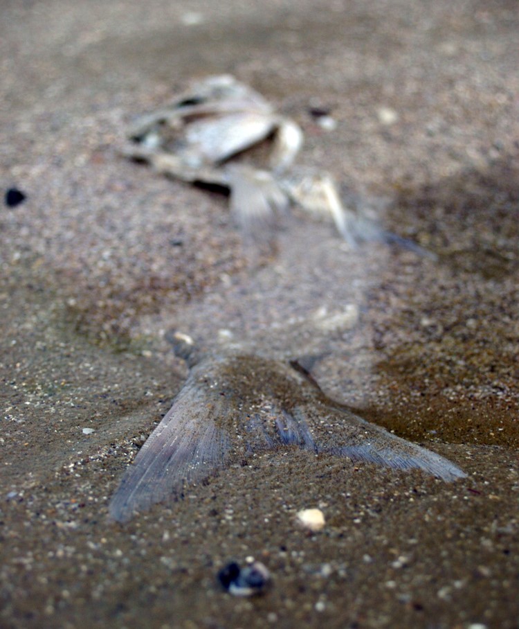 Dead-Fish-In-Sand